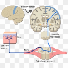An Image Showing The Sensory Pathway Of The Somatic - Motor Cortex Spinal Cord, HD Png Download - nervous png