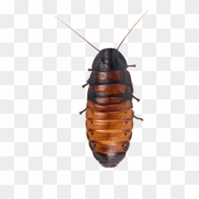 Cockroach Png Hd Quality - Madagascar Hissing Cockroach Transparent, Png Download - cucaracha png
