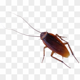 Roach Png Images Free Download - Cockroach Png, Transparent Png - cucaracha png