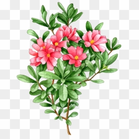 Portable Network Graphics, HD Png Download - azalea png