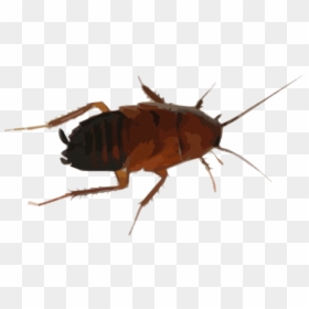 Cockroach Drawing - Cock Roaches In Tennessee, HD Png Download - cucaracha png