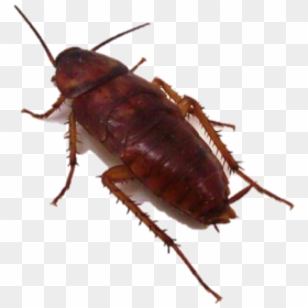 Utah Cockroach, HD Png Download - cucaracha png