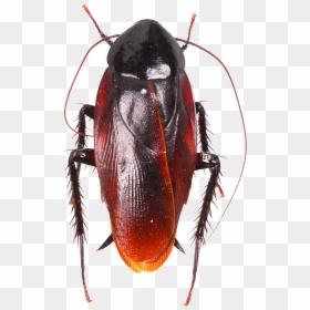 Miridae, HD Png Download - cucaracha png