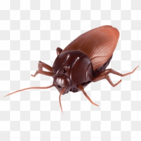 Zophobas Morio, HD Png Download - cucaracha png