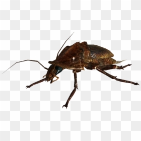 Nukapedia The Vault, HD Png Download - cucaracha png