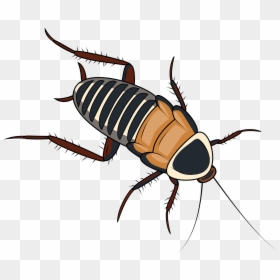 Madagascar Hissing Cockroach, HD Png Download - cucaracha png