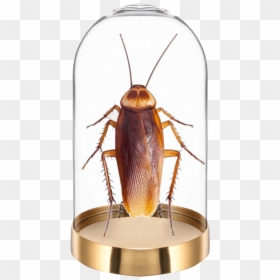 Cucaracha Png, Transparent Png - cucaracha png