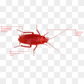 Red Cockroache - Leaf Beetle, HD Png Download - cucaracha png