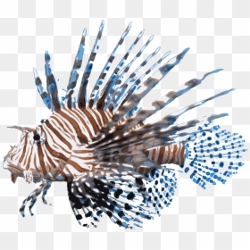 Lionfish Png - Lionfish Png - Lionfish Png, Transparent Png - lionfish png