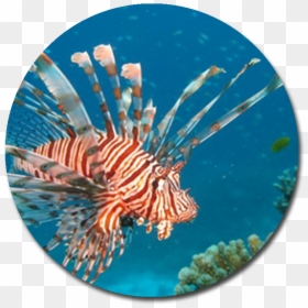 Red Lionfish , Png Download - Red Lionfish, Transparent Png - lionfish png