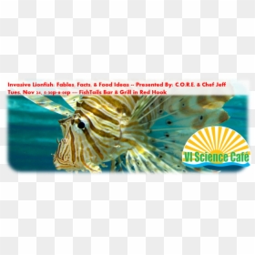 Invasive Lionfish Facts, Fables And Food Ideas - Lionfish, HD Png Download - lionfish png