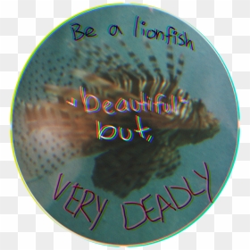 #lionfish #bealionfish #beautiful #fish #original #humananimalhybrid - Circle, HD Png Download - lionfish png