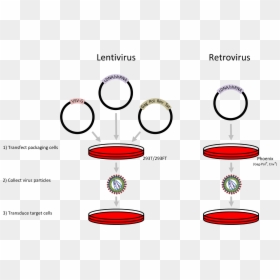 Nucleic Acid Delivery - Lentiviral Infection, HD Png Download - cruz vector png