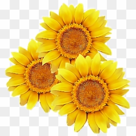 #sunflower #flower #yellow #cute #tumblr #overlay #flowers - Transparent Background Sunflower Clipart, HD Png Download - sunflower png tumblr