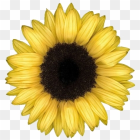 Sunflower Png Aesthetic - Aesthetic Sunflower Png, Transparent Png - sunflower png tumblr