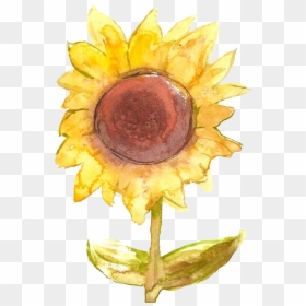Art Flowers Yellow Transparent Sunflower - Sunflower Png, Png Download - sunflower png tumblr