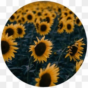 Icon Edit Aesthetic Tumblr Kpop Aesthetic Sunflower - Aesthetic Sunflower Icon, HD Png Download - sunflower png tumblr