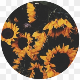 #yellow #circle #aesthetic #sunflowers #aesthetictumblr, HD Png Download - sunflower png tumblr