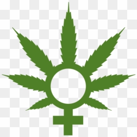 Medical Marijuana, HD Png Download - weed logo png