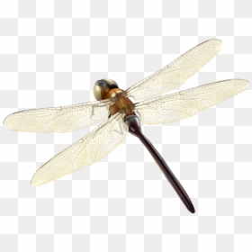 Dragonfly Png Clipart - Portable Network Graphics, Transparent Png - dragon fly png