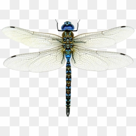 Dragonfly Png Image Free Download - Dragonfly Png, Transparent Png - dragon fly png