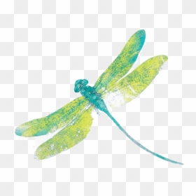 Dragonfly Png Free Download - Clip Art Transparent Background Dragonfly, Png Download - dragon fly png