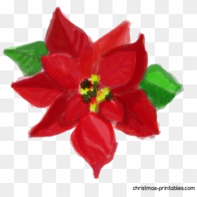 Transparent Background Poinsettia Clipart, HD Png Download - holly clipart png
