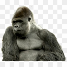 Gorilla Png, Transparent Png - gorilla png