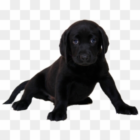 Black Chocolate Lab Puppies, HD Png Download - puppy png