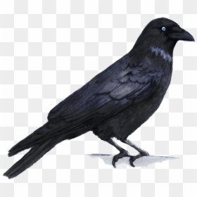 Crow Png, Transparent Png - crow png