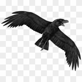 Crow Hd Png, Transparent Png - crow png