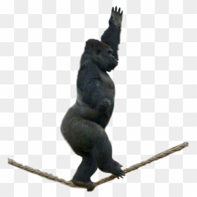 Macaque, HD Png Download - gorilla png