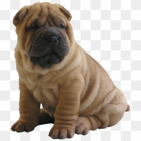 Shar Pei Png, Transparent Png - puppy png