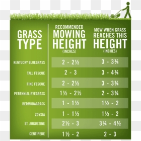 Grass Cutting Height, HD Png Download - tall grass png
