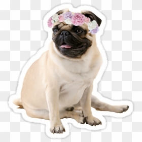 Pug Png, Transparent Png - puppy png