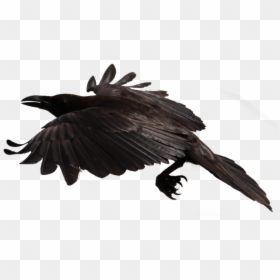 Crow Flying Transparent Background, HD Png Download - crow png