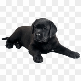 Black Lab Puppies Png, Transparent Png - puppy png