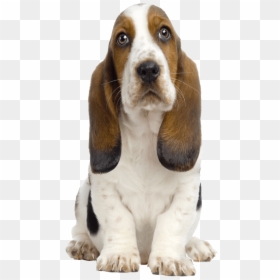 Basset Hound Puppy, HD Png Download - puppy png