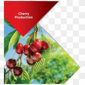 Cherry Production, HD Png Download - cherry png