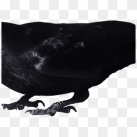 Crow Clipart Transparent Background, HD Png Download - crow png