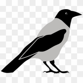 Crow Clipart Black And White, HD Png Download - crow png