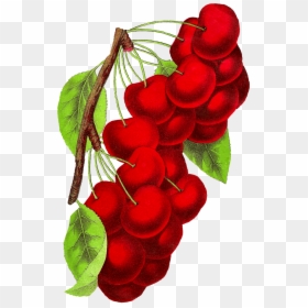 Vintage Cherry Art, HD Png Download - cherry png