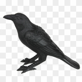 Crow Familiar, HD Png Download - crow png