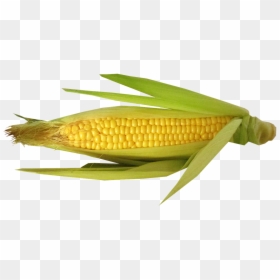 Corn Cut Out, HD Png Download - trump hair png