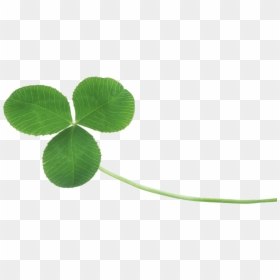 Real Clover Transparent Background, HD Png Download - clover png