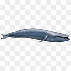 Shastasaurus Vs Blue Whale, HD Png Download - whale png