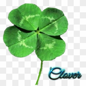 Four Leaf Clover Transparent Background, HD Png Download - clover png