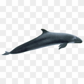 False Killer Whale Flippers, HD Png Download - whale png