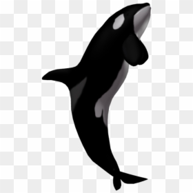 Killer Whale Without Background, HD Png Download - whale png