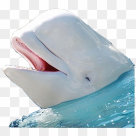 Beluga Whale No Background, HD Png Download - whale png